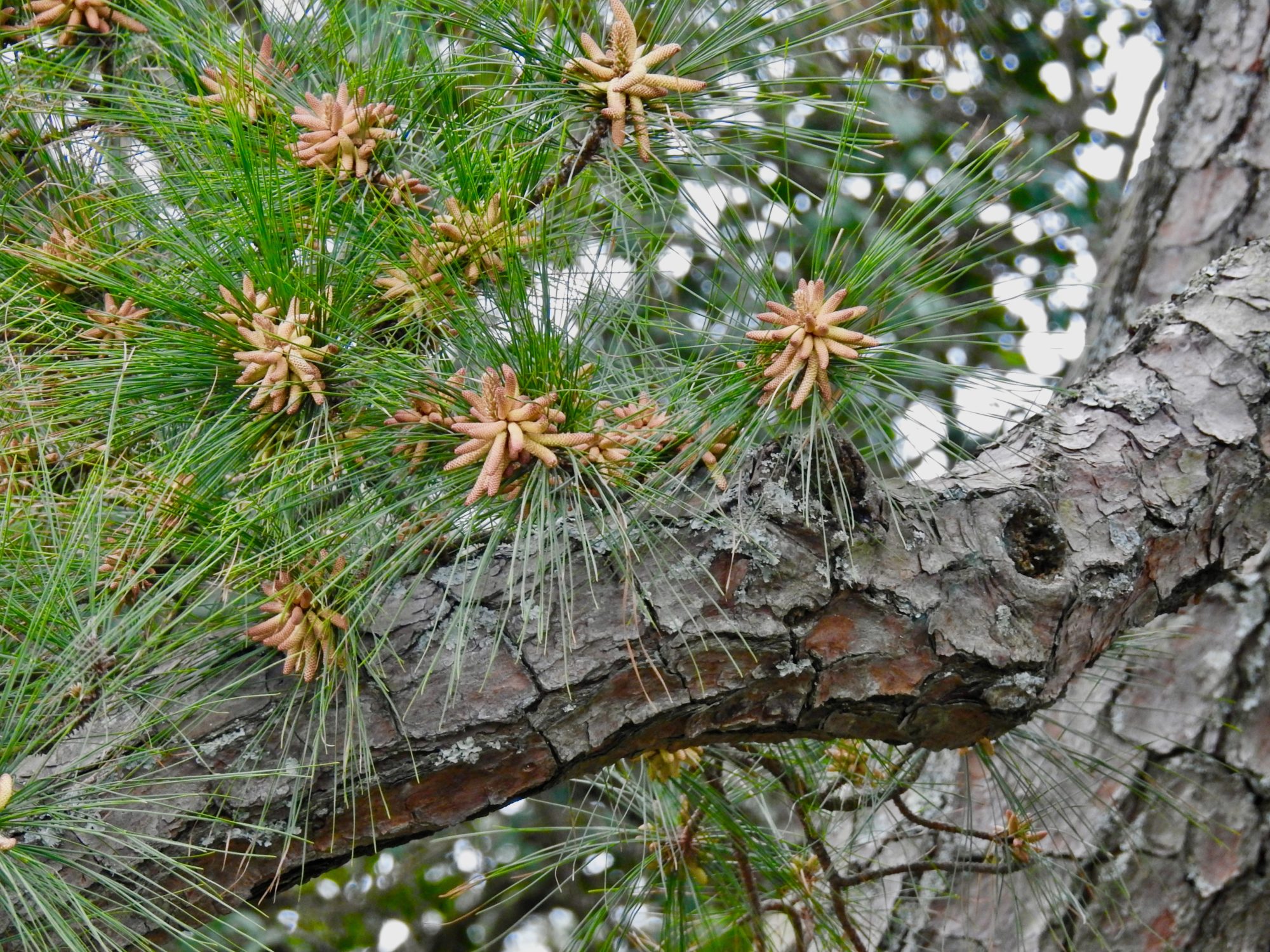 Pine pollen is on its way by Mary Reid Barrow Lynnhaven River NOW