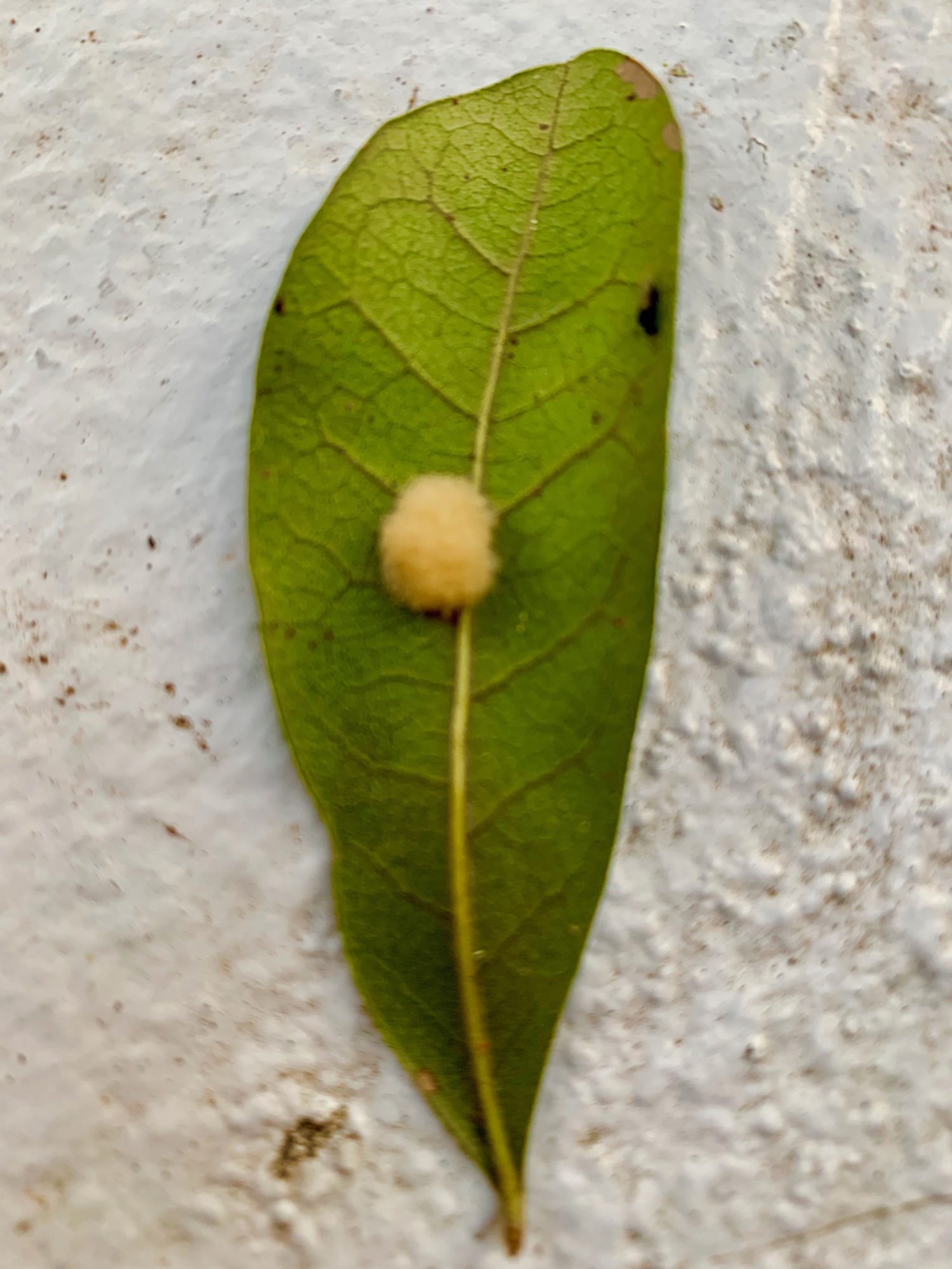 Fuzz balls on my live oak tree are unsightly but not harmful. by Mary