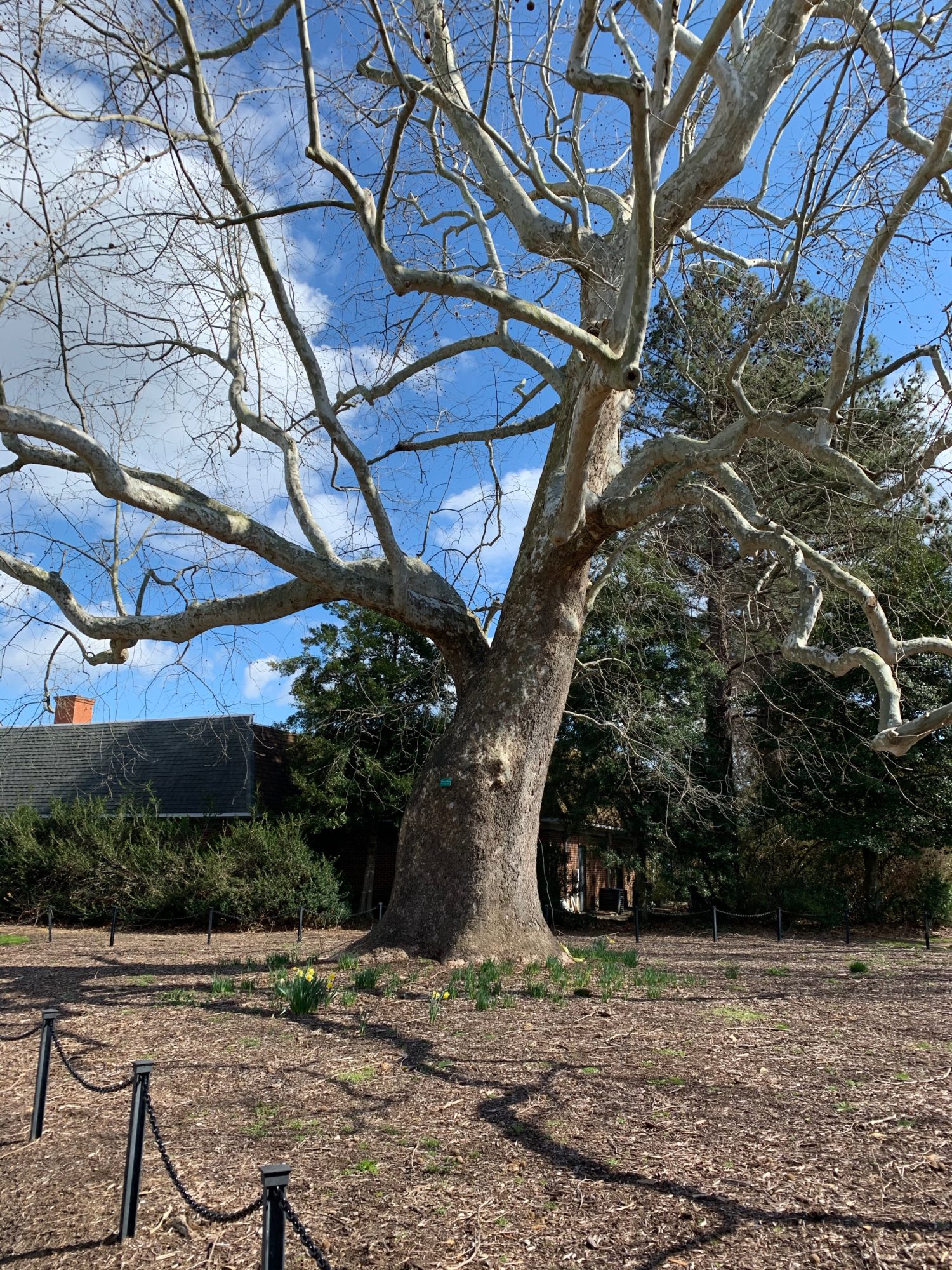 A 290yearold sycamore tree at the Francis Land House is older than