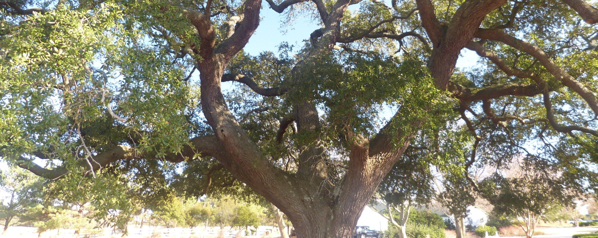 VB Notable Tree Program Tree Map - Lynnhaven River NOW