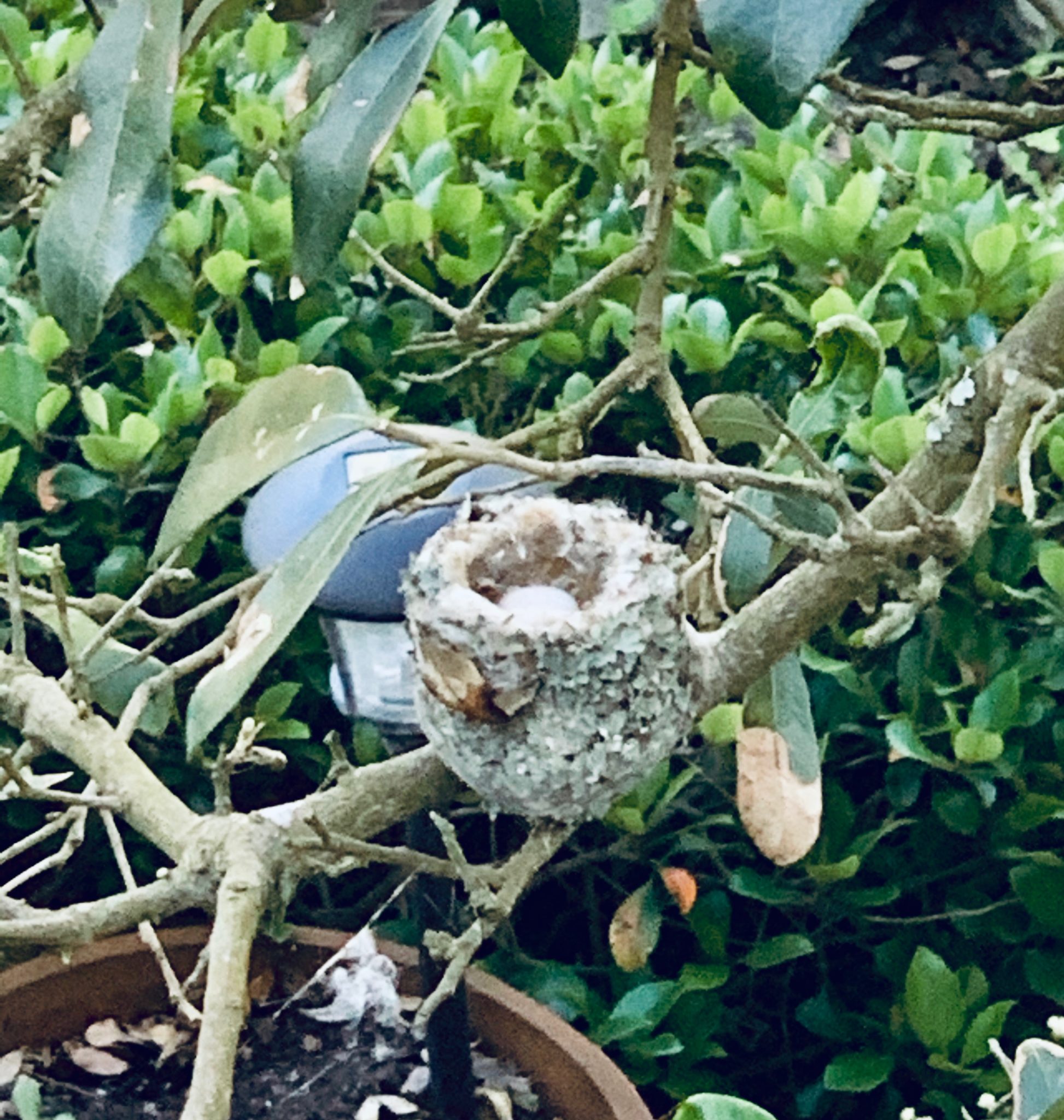 Tiny hummingbird builds her lichencovered nest in a live oak tree