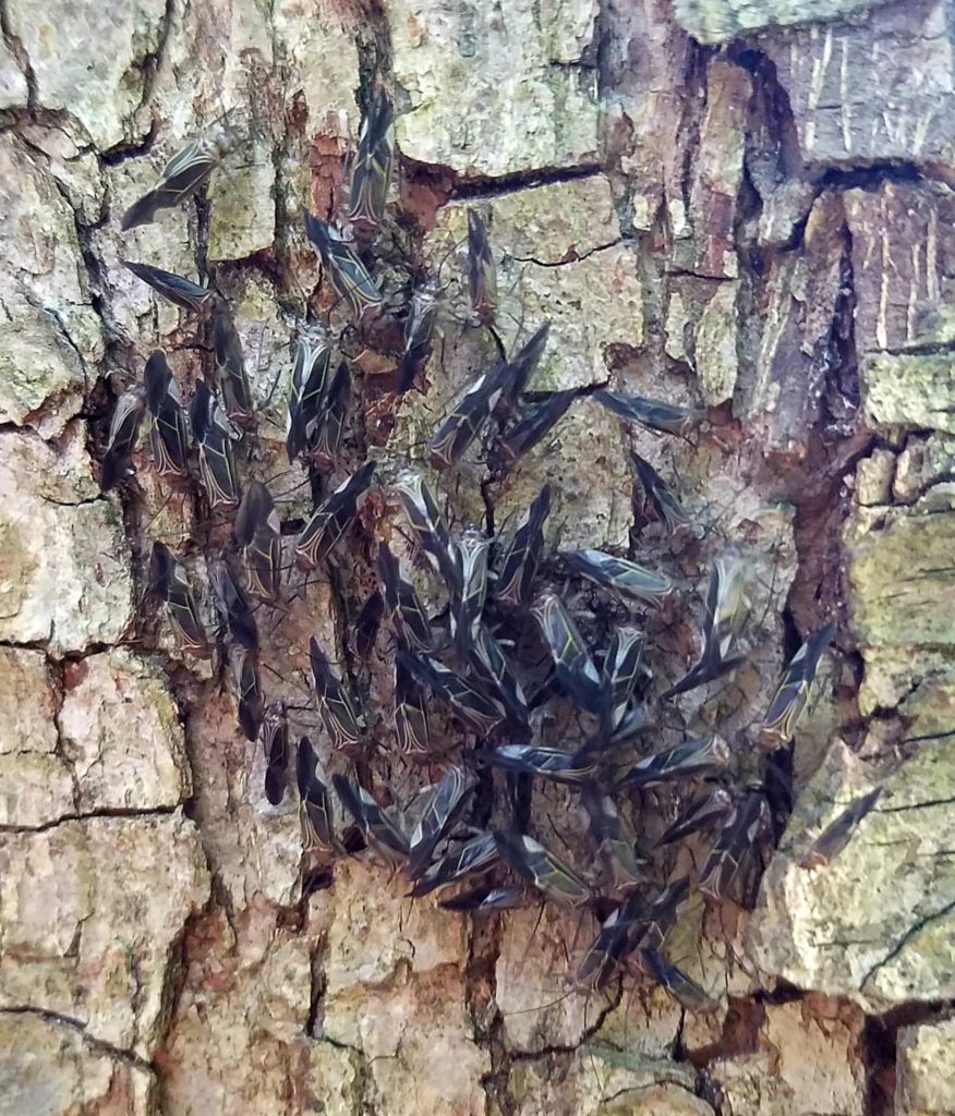 "Nice Lice" clean the tree bark as they eat. Lynnhaven River NOW