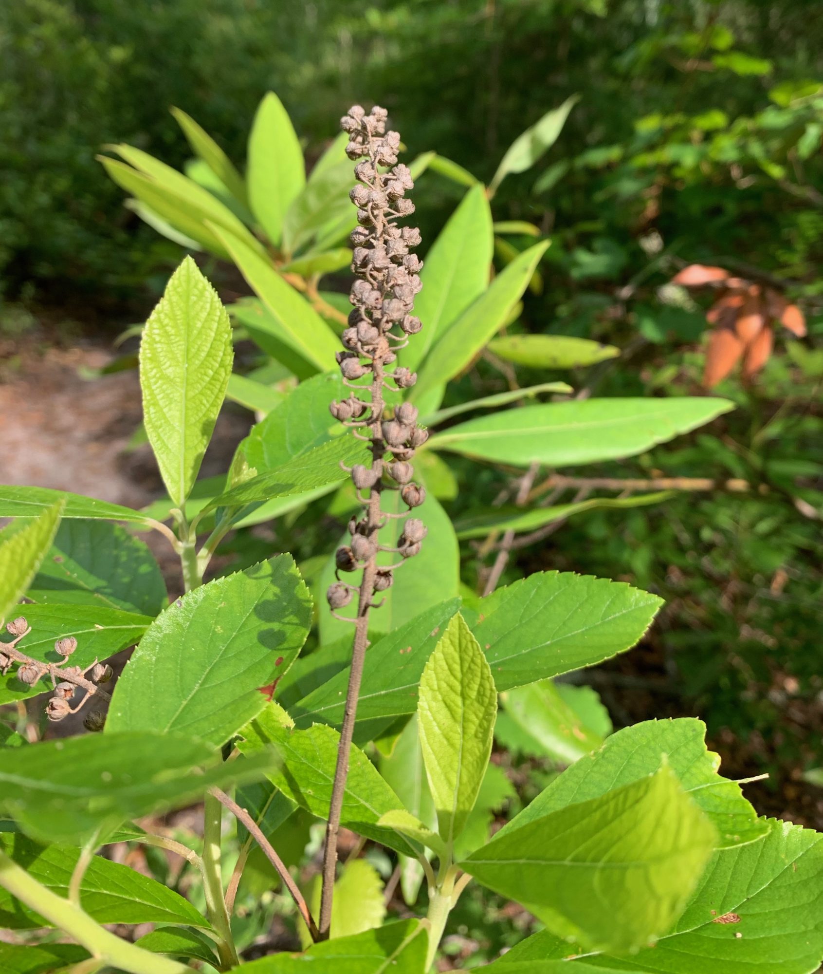 Sweet pepperbush grows in the State Park and right in my yard too