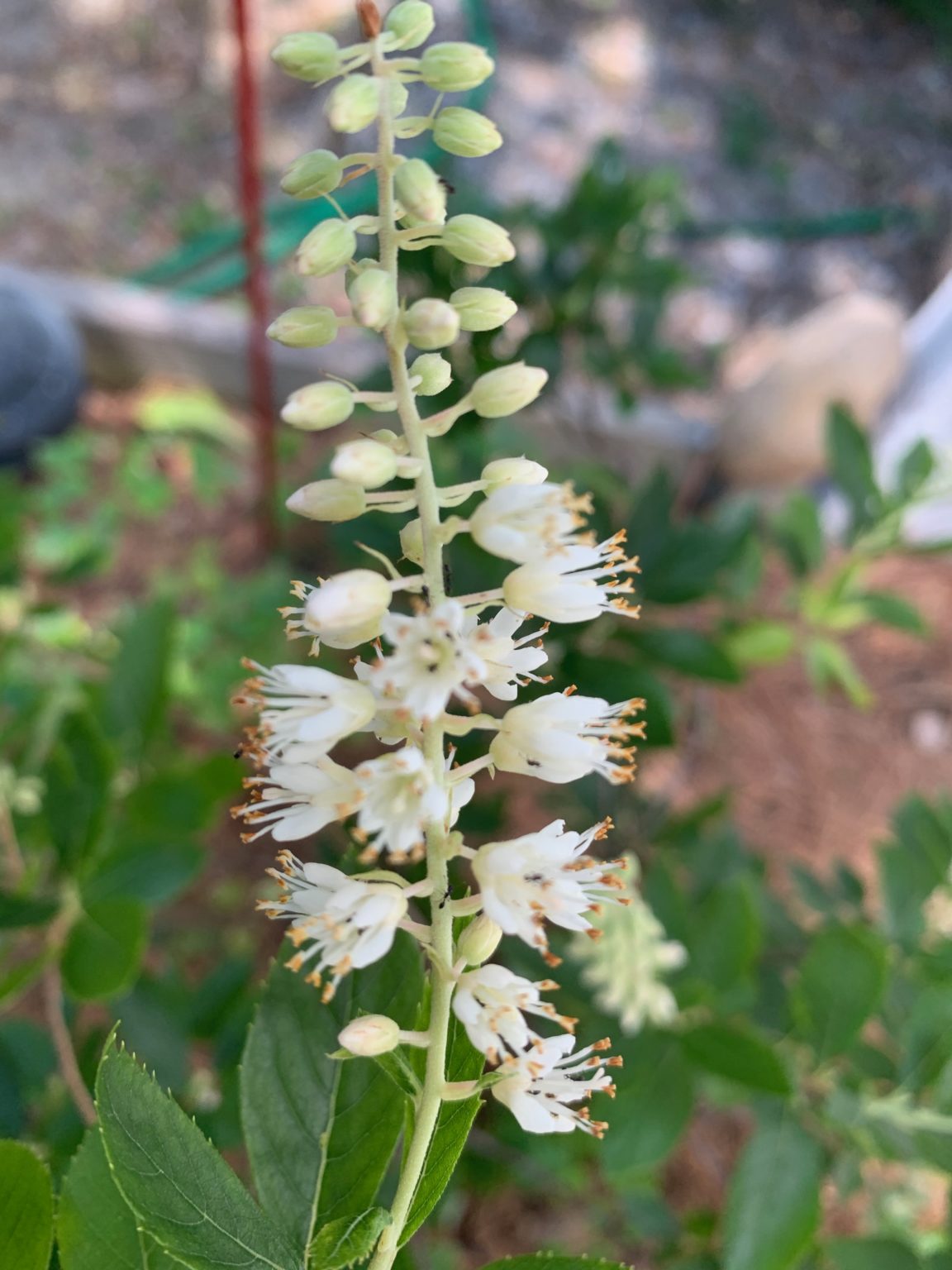 Sweet pepperbush grows in the State Park and right in my yard too