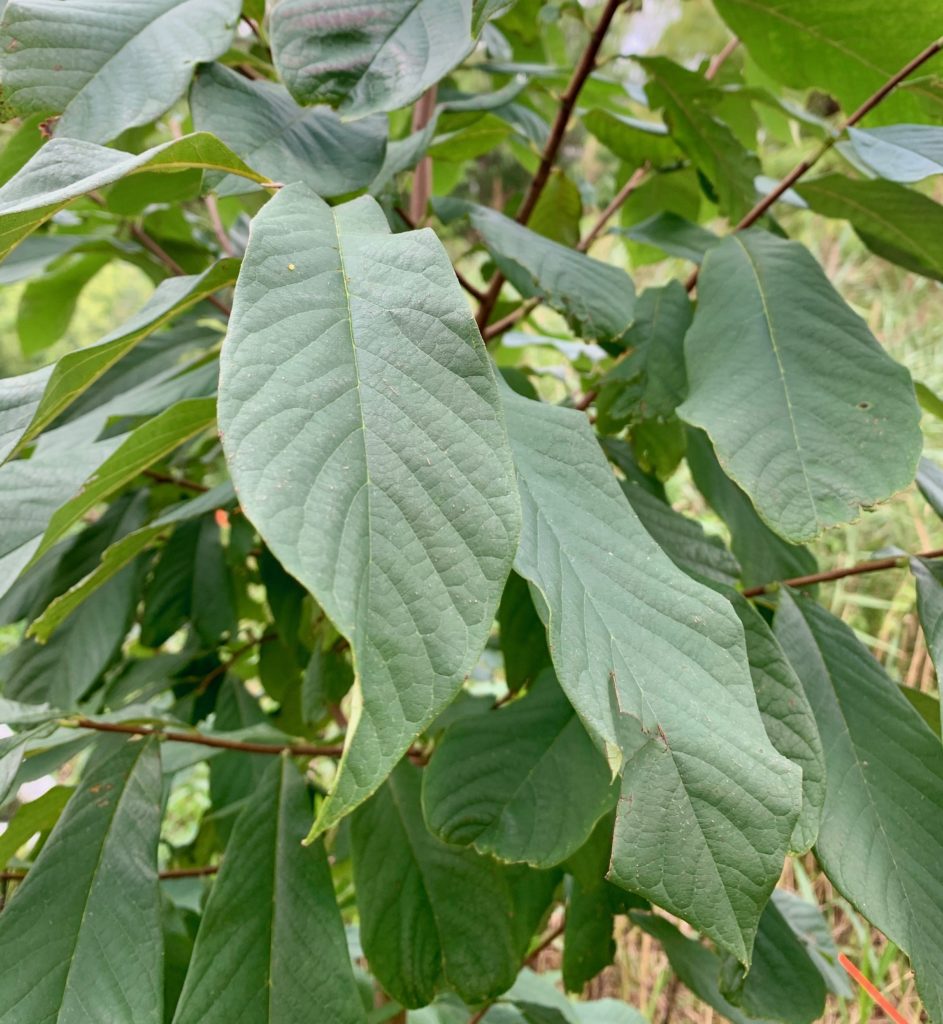 Plant a pawpaw tree and the zebra swallowtail butterflies will come