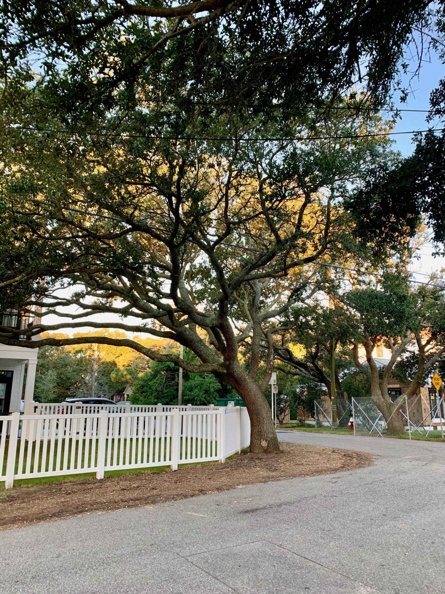 Builder protects live oaks at the North End Lynnhaven River NOW