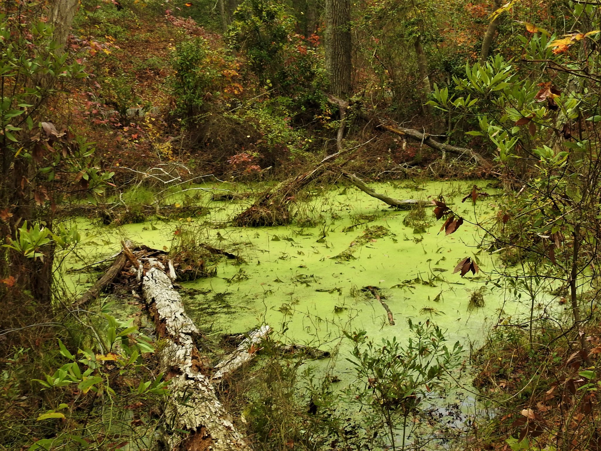 Green ponds in the state park are full of duckweed, not algae