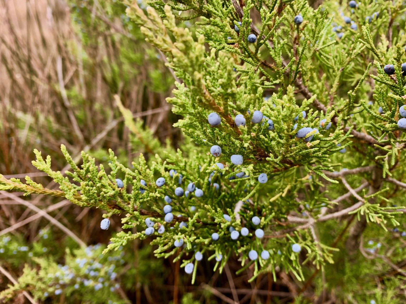Not too long ago, cedar trees were just about the only holiday tree