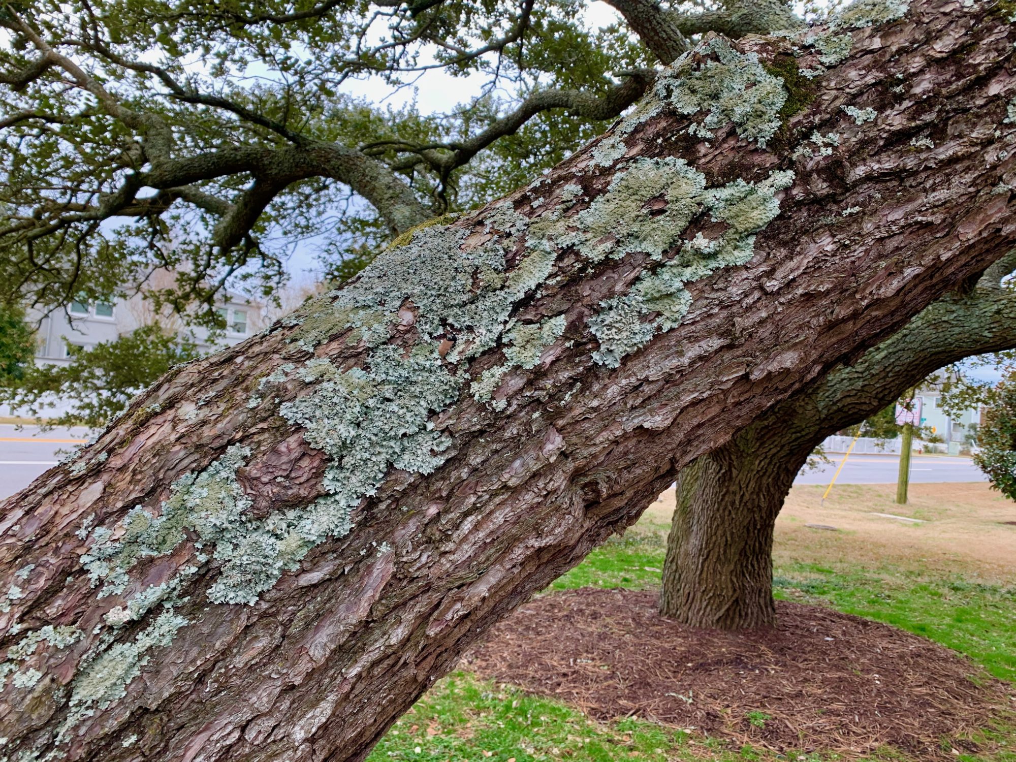 Why does lichen take such a liking to trees? Lynnhaven River NOW