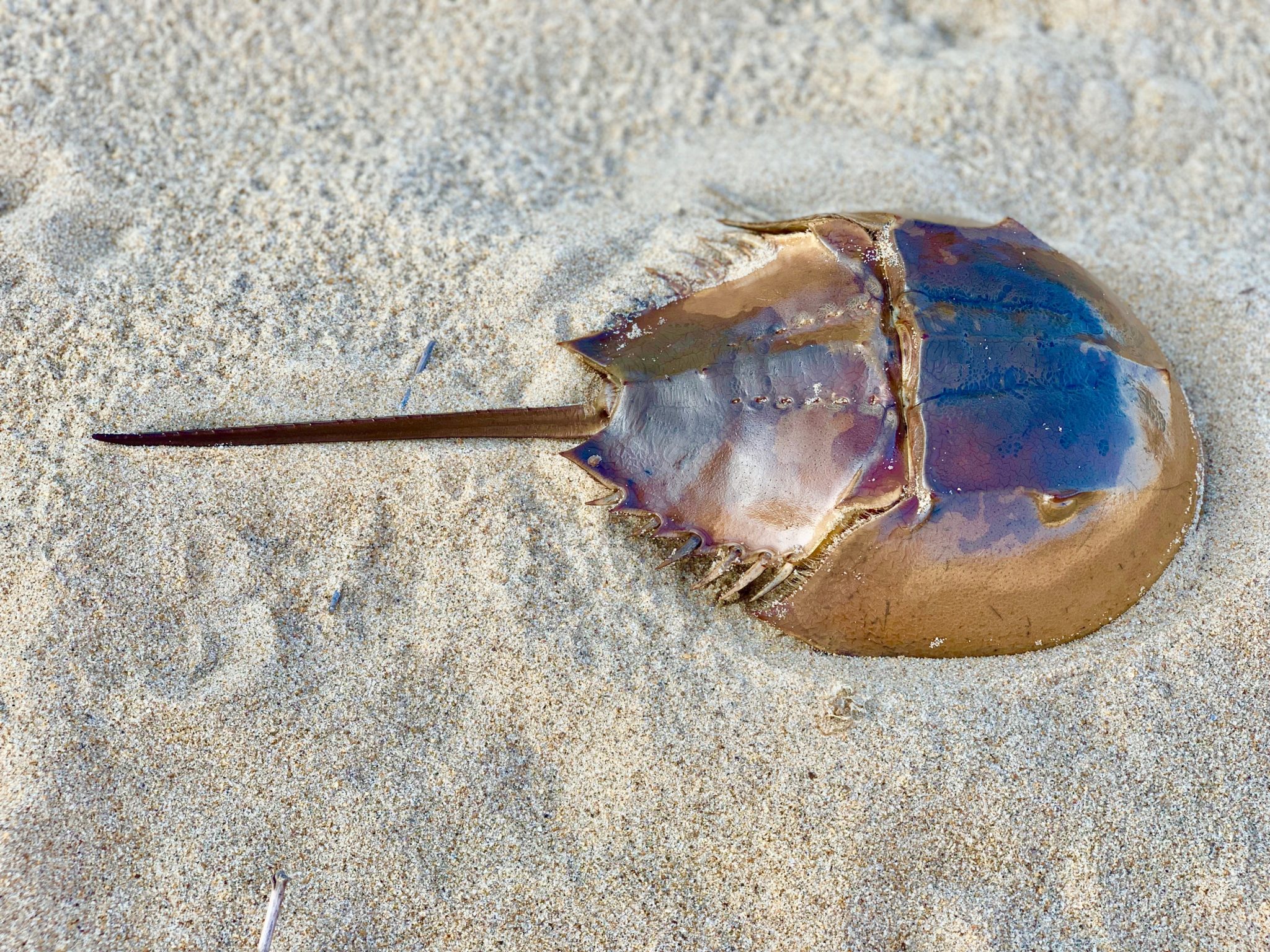 Horseshoe crabs, critters from the dinosaur days, are unusual in many