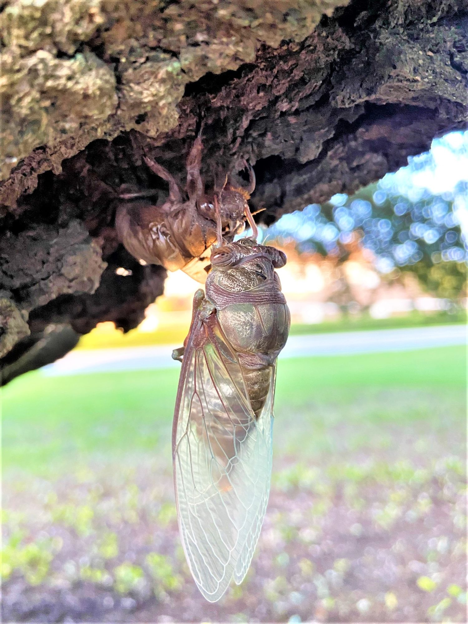 What does a newly emerged cicada think of this sunny world above ground? Lynnhaven River NOW