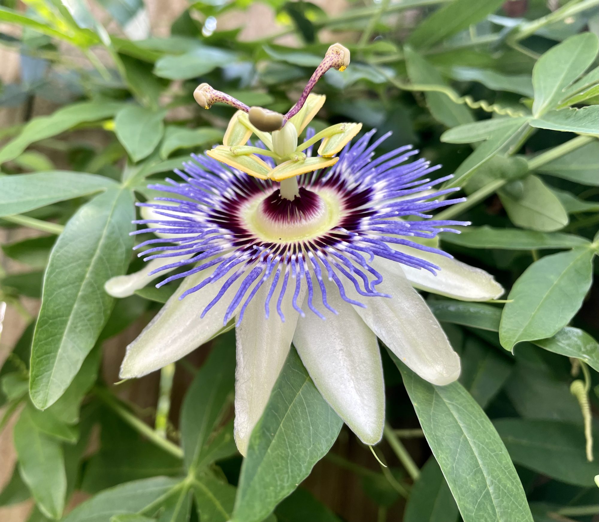 It might be a native, but nothing beats passionvine for its exotic