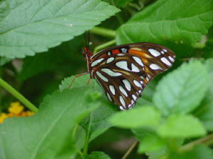 gulf fritillary