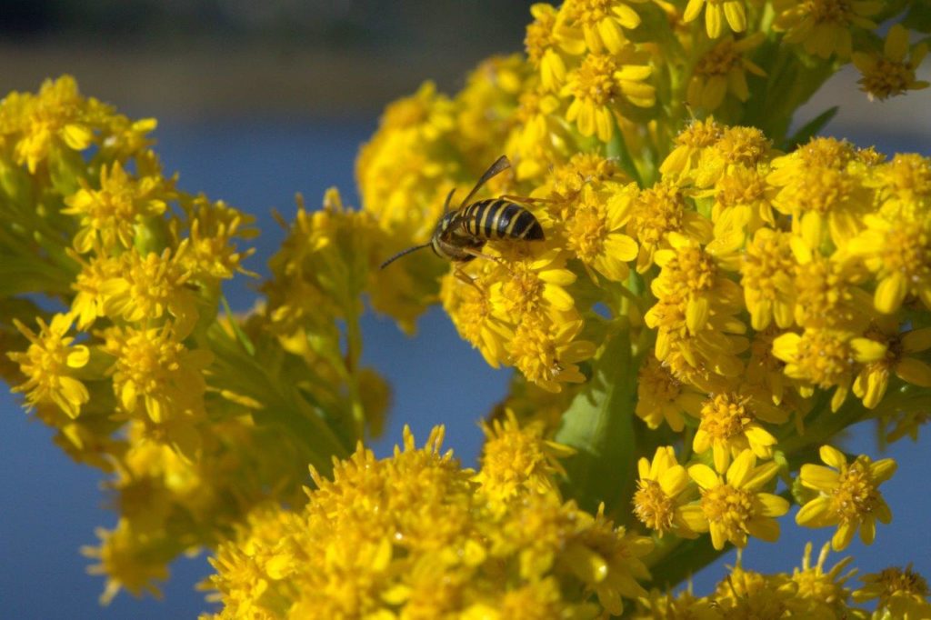 Goldenrod Is the insects' Thanksgiving Lynnhaven River NOW