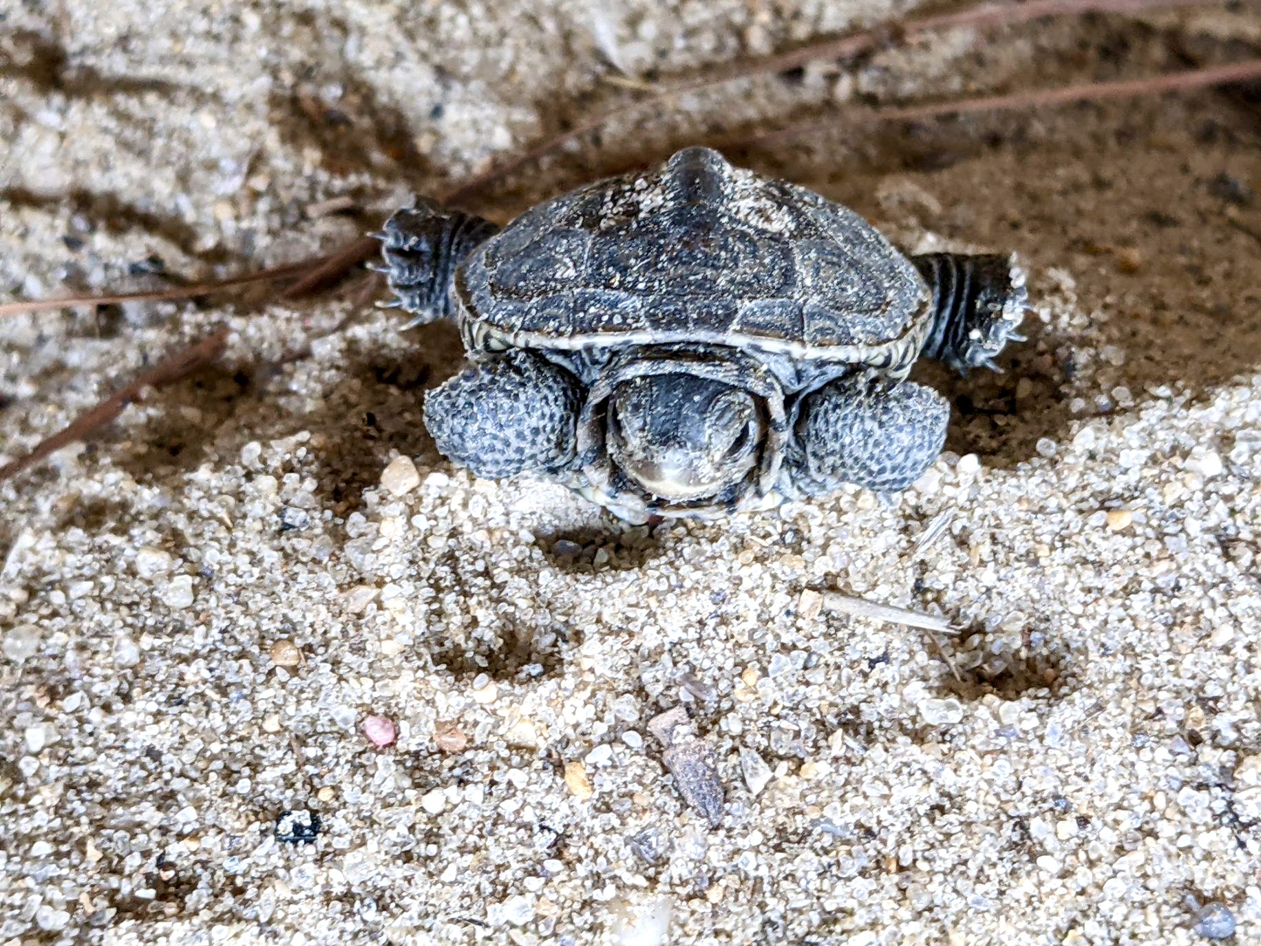 Hot weather, drought impacting baby terrapins / tiny turtles may