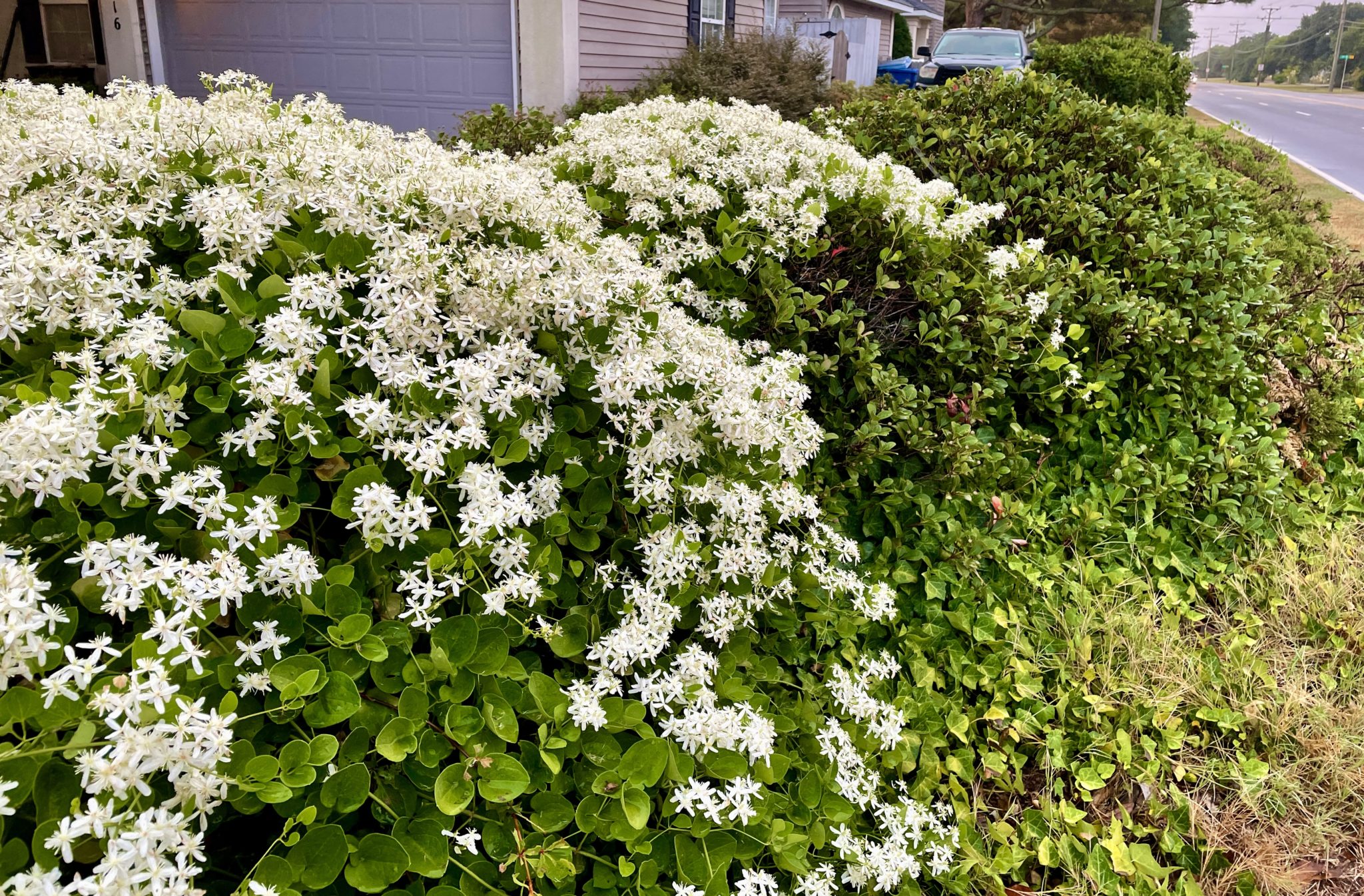 Sweet autumn clematis isn't called "sweet" for nothing but