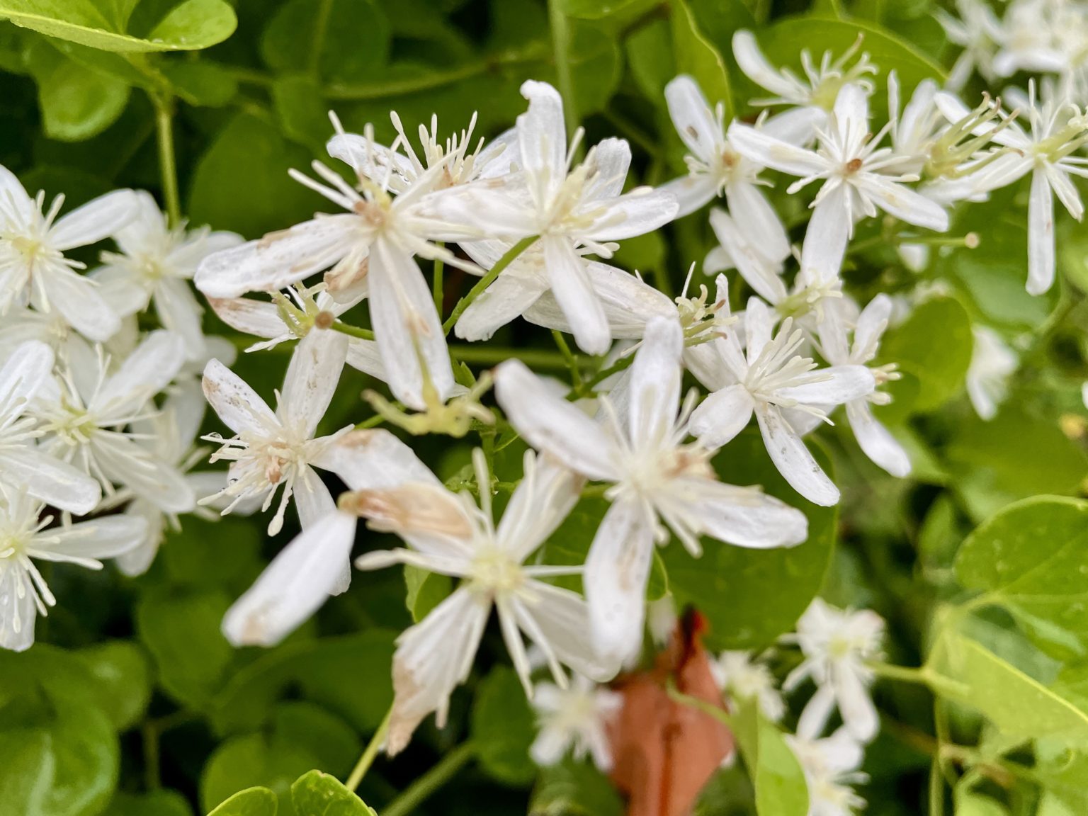 Sweet autumn clematis isn't called "sweet" for nothing but