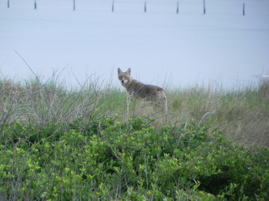 Have you seen a coyote in your neighborhood lately? Here's why