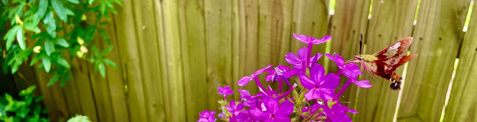 Tiny hummingbirdlike moth dances around the garden phlox Lynnhaven