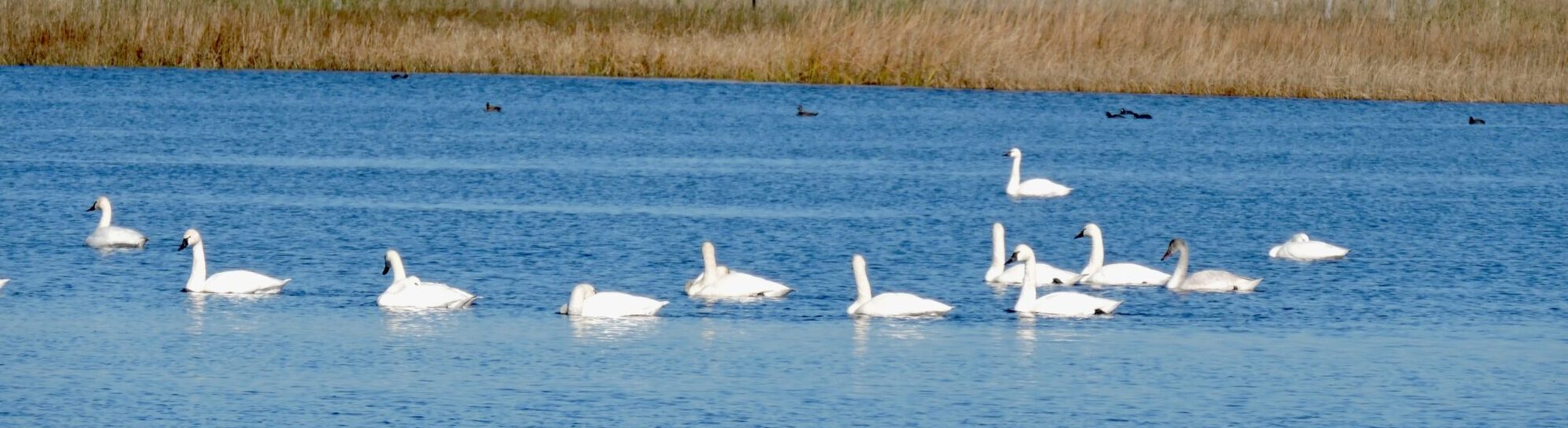 Tundra swans will make your day at Mackay island NWR Open Roads Day