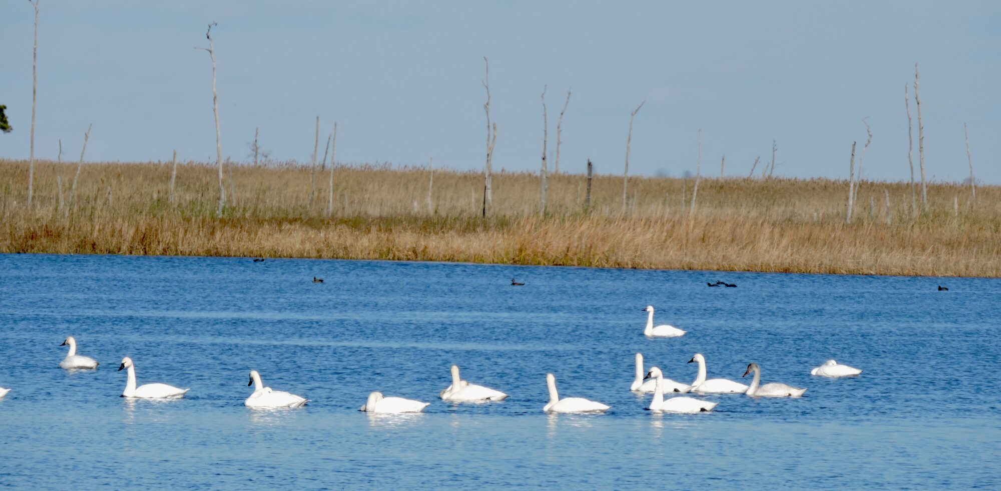 Tundra swans will make your day at Mackay island NWR Open Roads Day