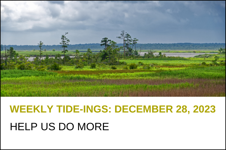 Weekly Tideings Newsletter Lynnhaven River NOW