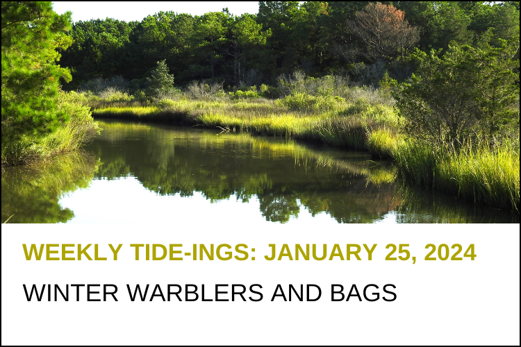 Weekly Tideings Newsletter Lynnhaven River NOW