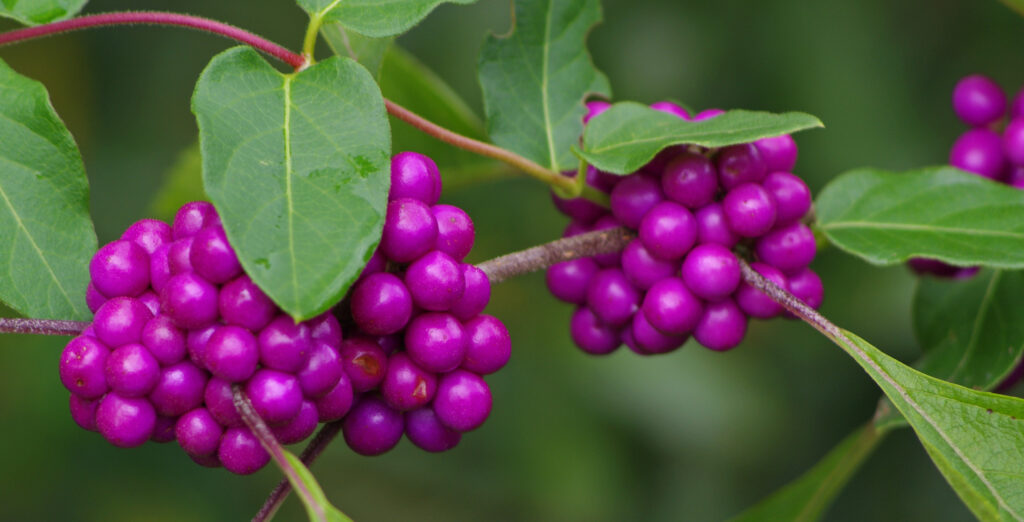 American Beauty Berry