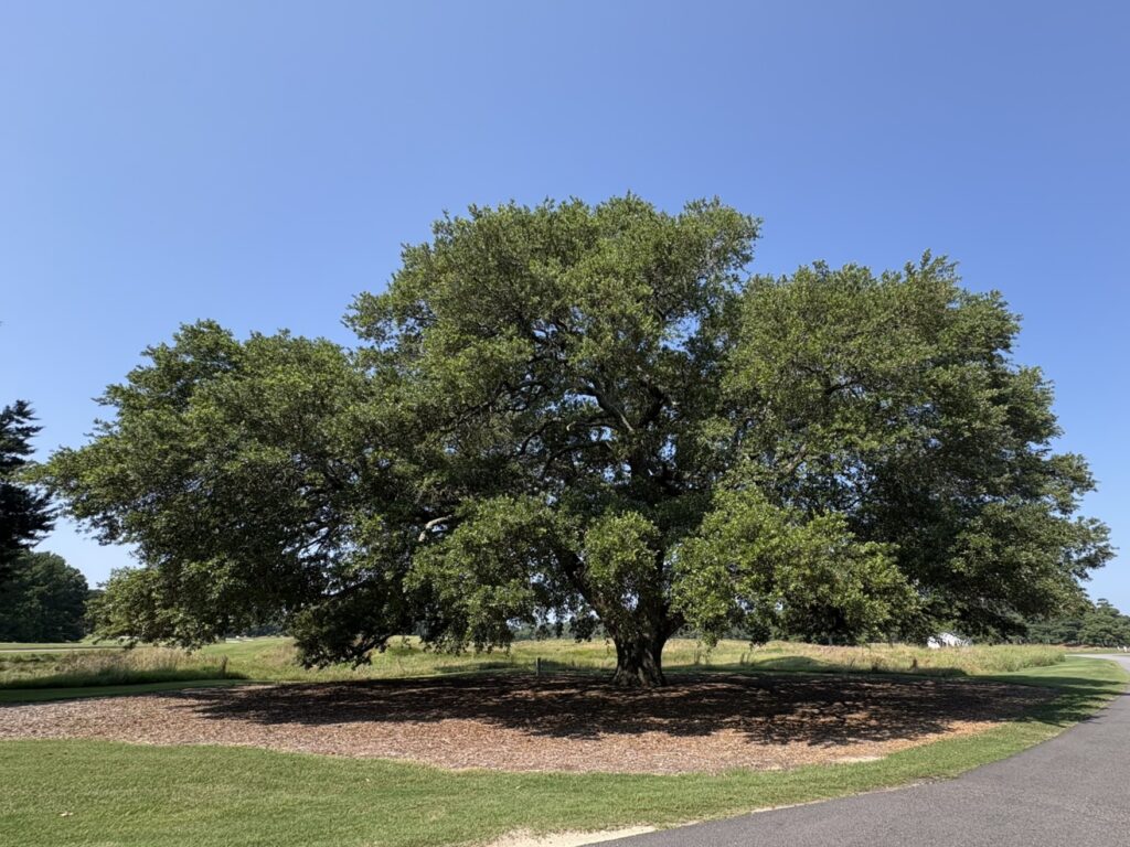 Large Live Oak from recognized by the LRNow Notable Tree Program