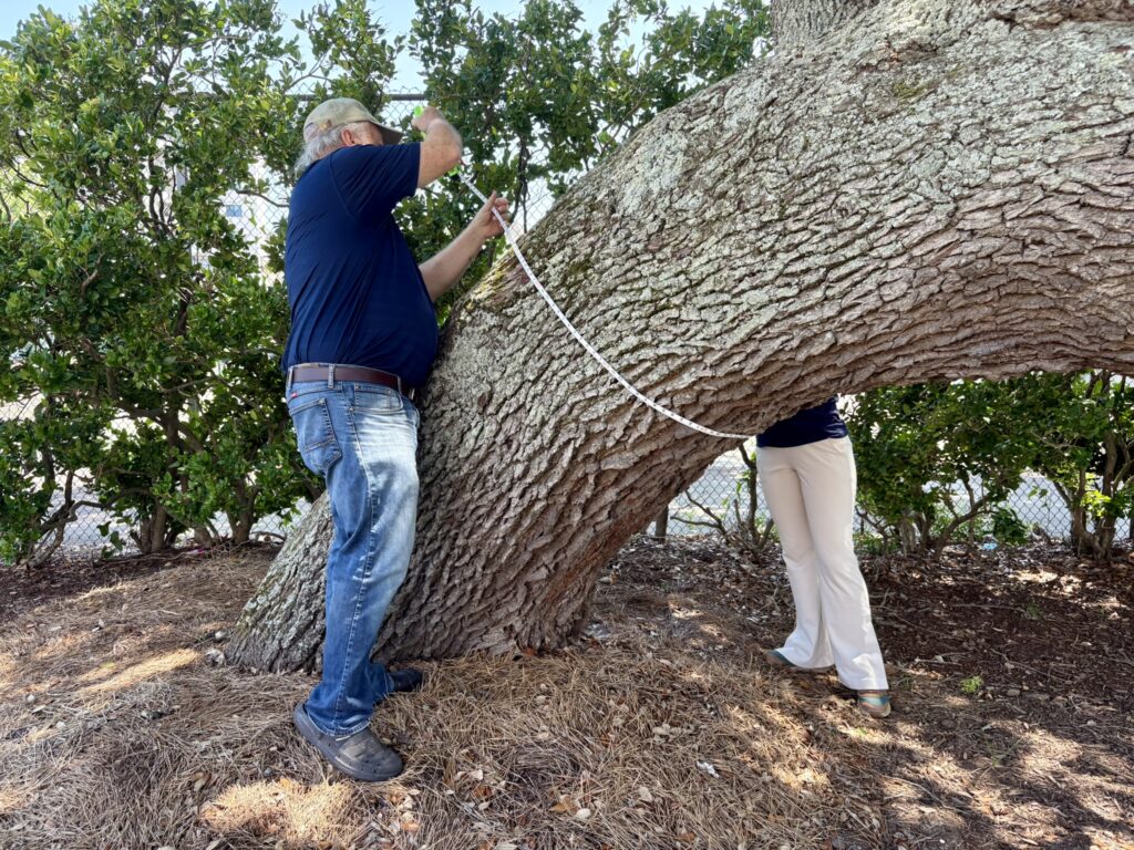 Measuring a Live Oak to determine its status