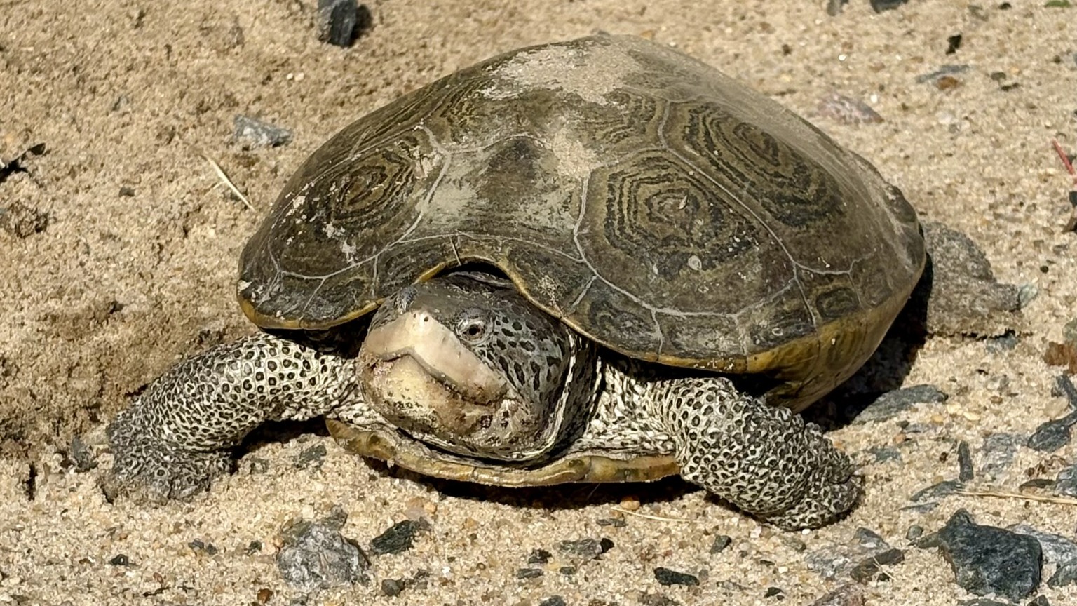 Female Terrapin Turtle