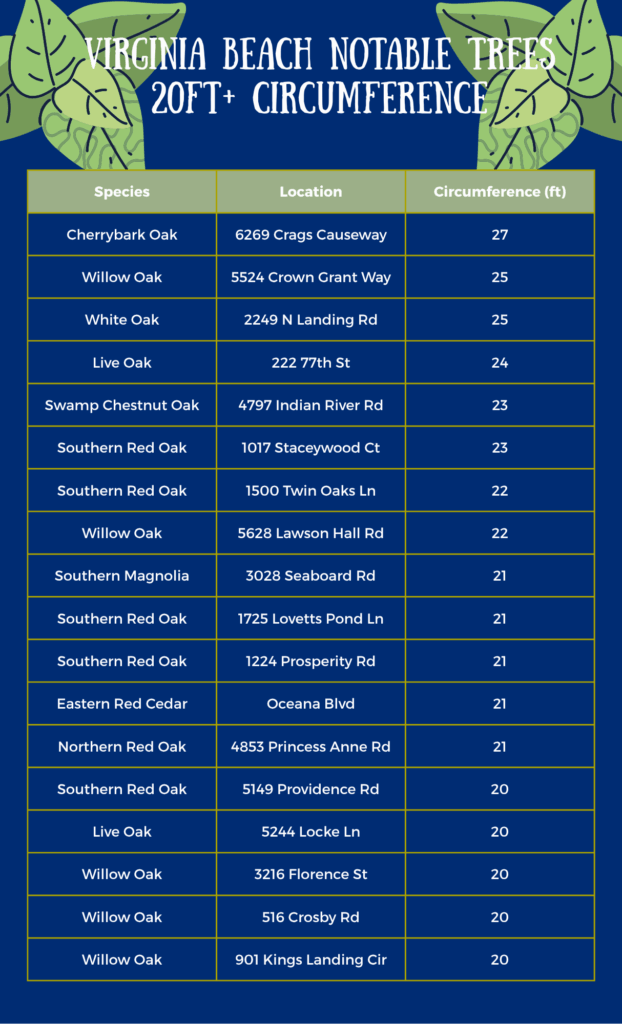 Trees over 30 ft Circumference