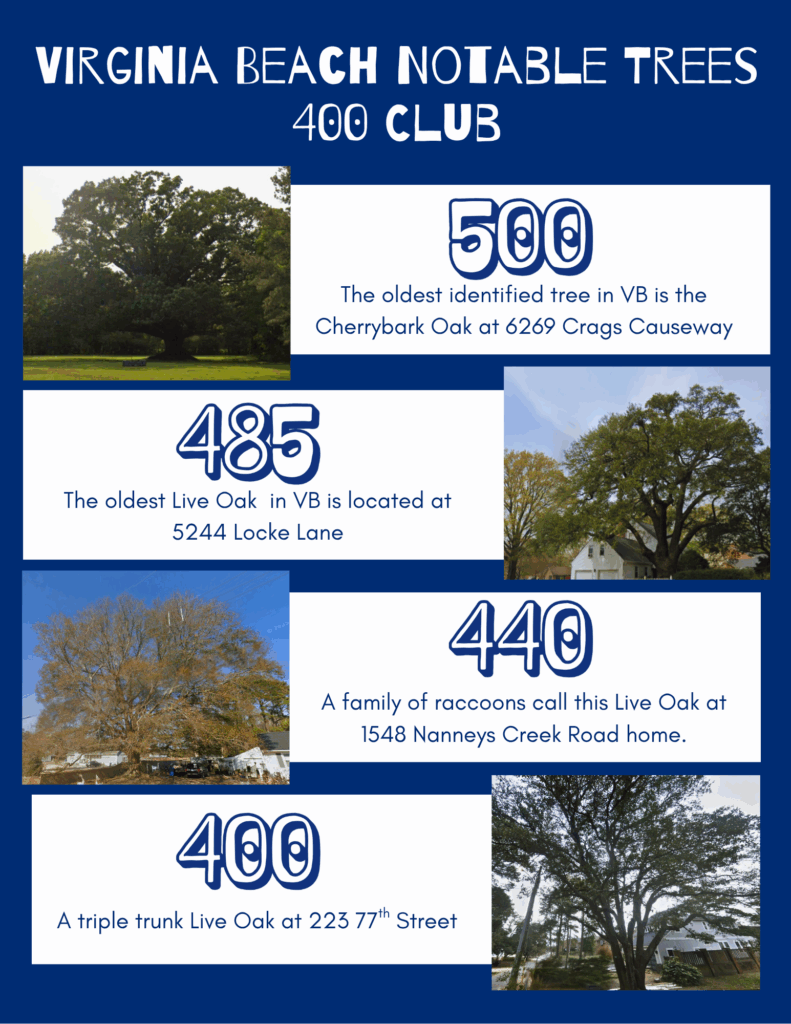 The 4 oldest trees in VB